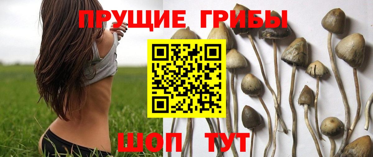 Псилоцибиновые грибы прущие грибы Димитровград